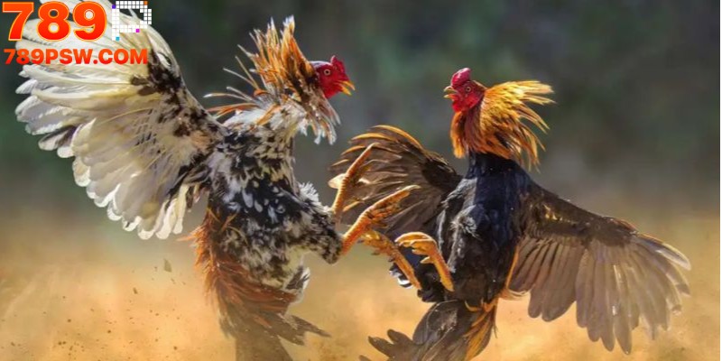 Cập Nhật Kèo Cược Đá Gà Mới Nhất Tại Nhà Cái 789P