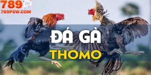  Đá Gà Thomo | Cách Thức Cược Và Tỷ Lệ Thưởng Hấp Dẫn