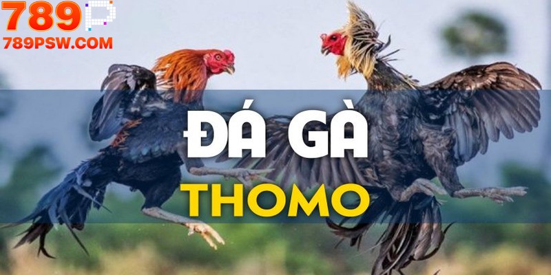  Đá Gà Thomo | Cách Thức Cược Và Tỷ Lệ Thưởng Hấp Dẫn