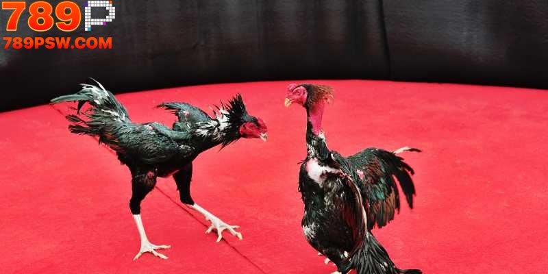 Trực Tiếp Đá Gà | Theo Dõi Những Trận Đấu Cực Kỳ Kịch Tính